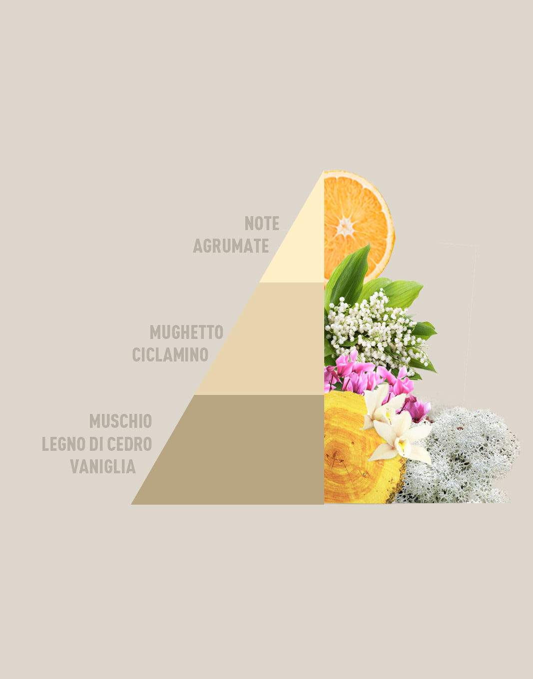 Profuma bucato Gold Argan