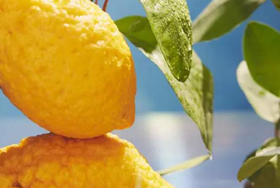 Diffusore Dr Vranjes Bamboo Limone Cedrato