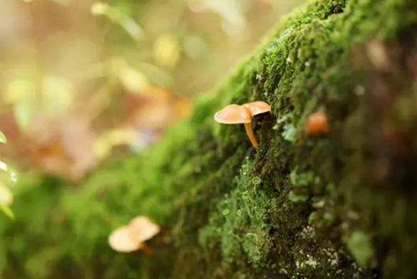 Diffusore Dr Vranjes Bamboo Terra