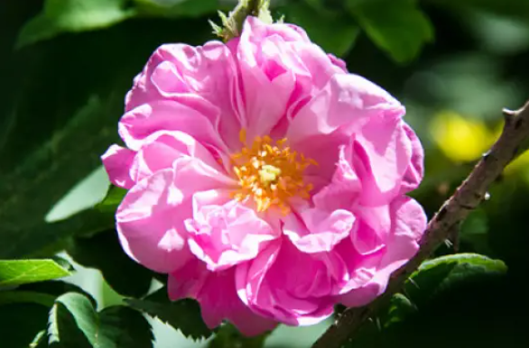 Diffusore Dr Vranjes Bamboo Petali di Rose