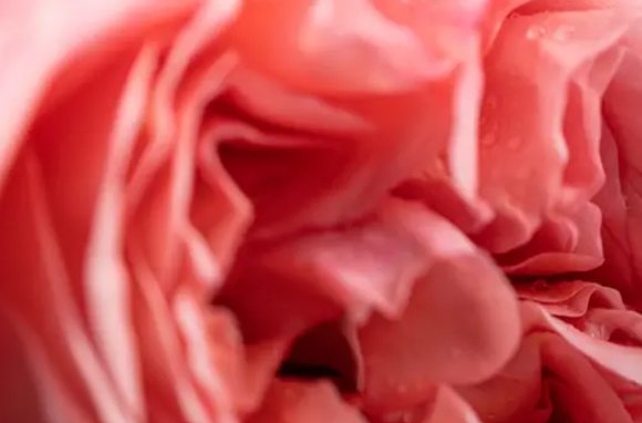 Diffusore Dr Vranjes Bamboo Rosa Tabacco