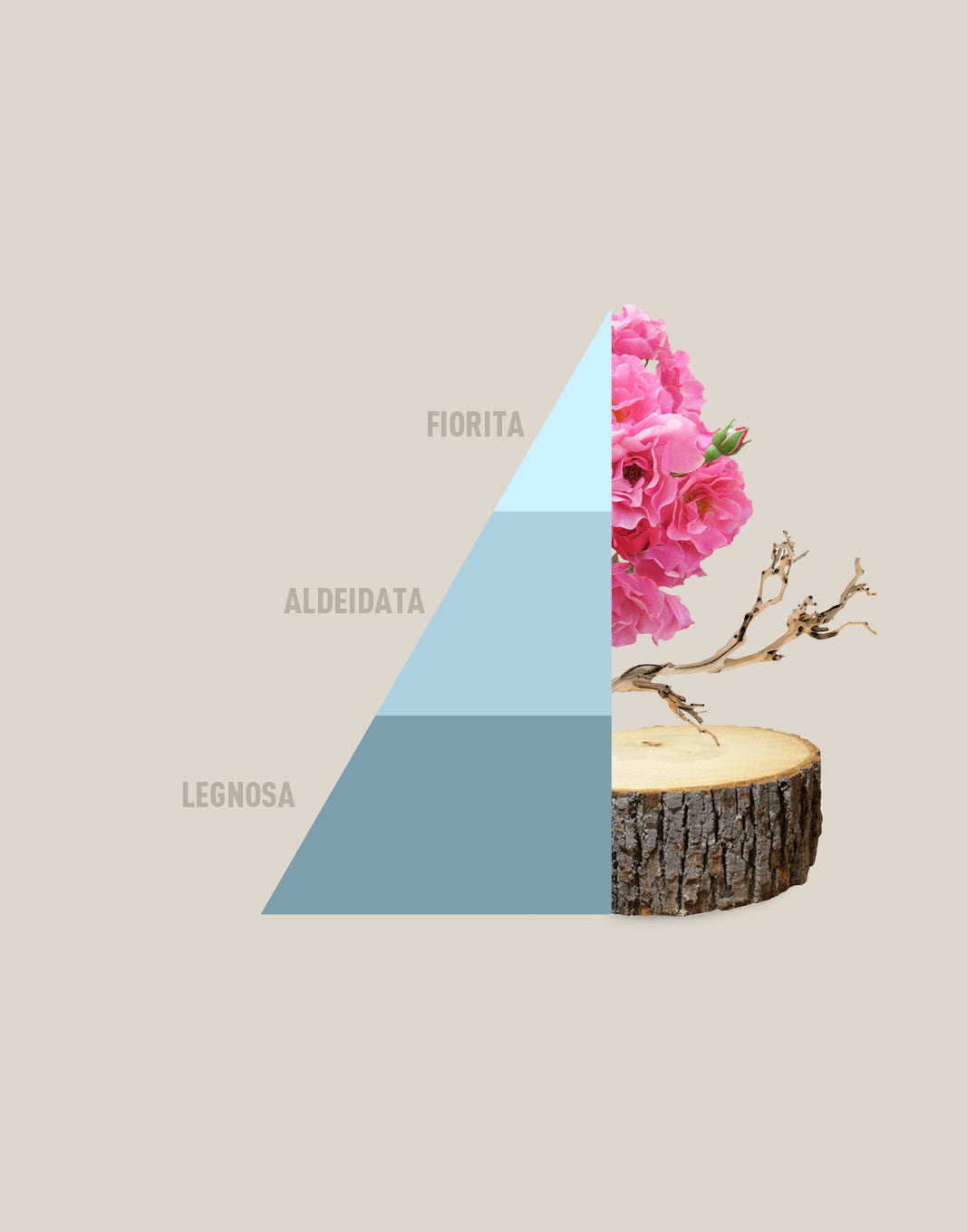 Profuma bucato Fresh Cotton