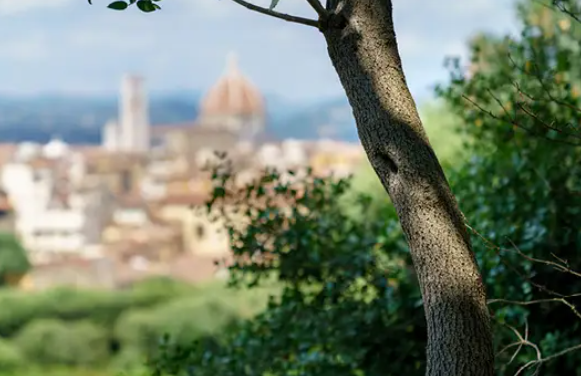 Diffusore Dr Vranjes Bamboo Giglio di Firenze