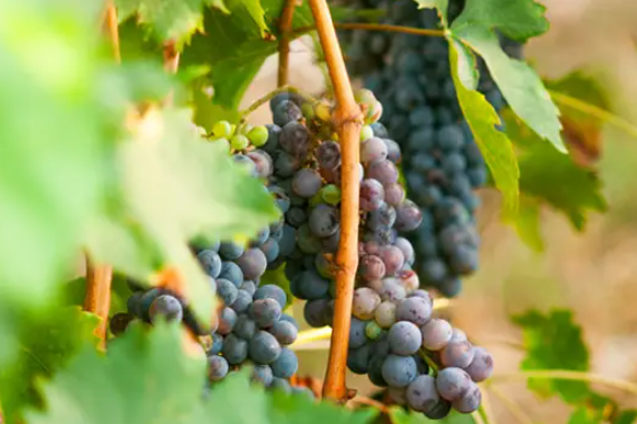 Diffusore Dr Vranjes Bamboo Rosso Nobile