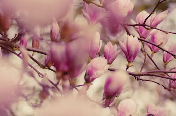 Diffusore Dr Vranjes Bamboo Magnolia Orchidea